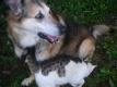 Sig und Herkie, der Macho-Kater