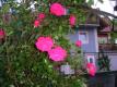 Blüten rund ums Haus in sonnigen Tagen...