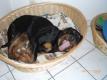Frauchen und Herrchen, hier will ich Urlaub machen