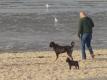 hier gibt es einen Hundestrand